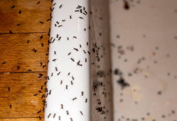 Best Termite Control Services  in Windsor, VA